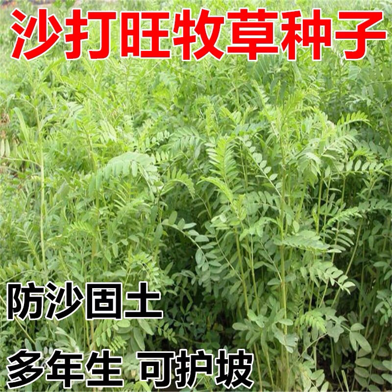 沙打旺种子多年生牲畜青饲防沙固土护坡