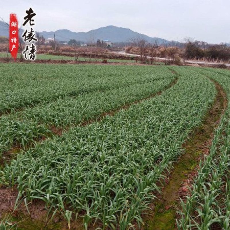 红根蒜苗