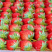 甄选丹东久久草莓🍓🍓