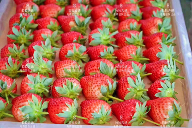 甄选丹东久久草莓🍓🍓
