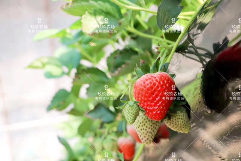 甄选丹东久久草莓🍓🍓