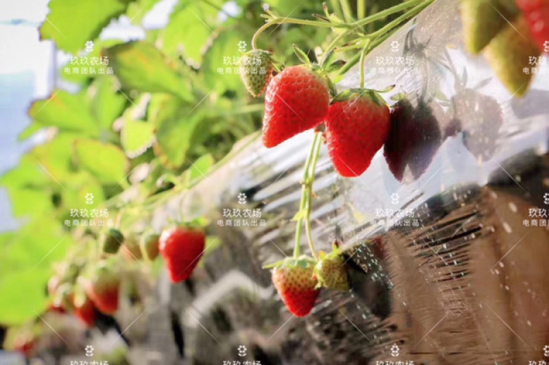 甄选丹东久久草莓🍓🍓