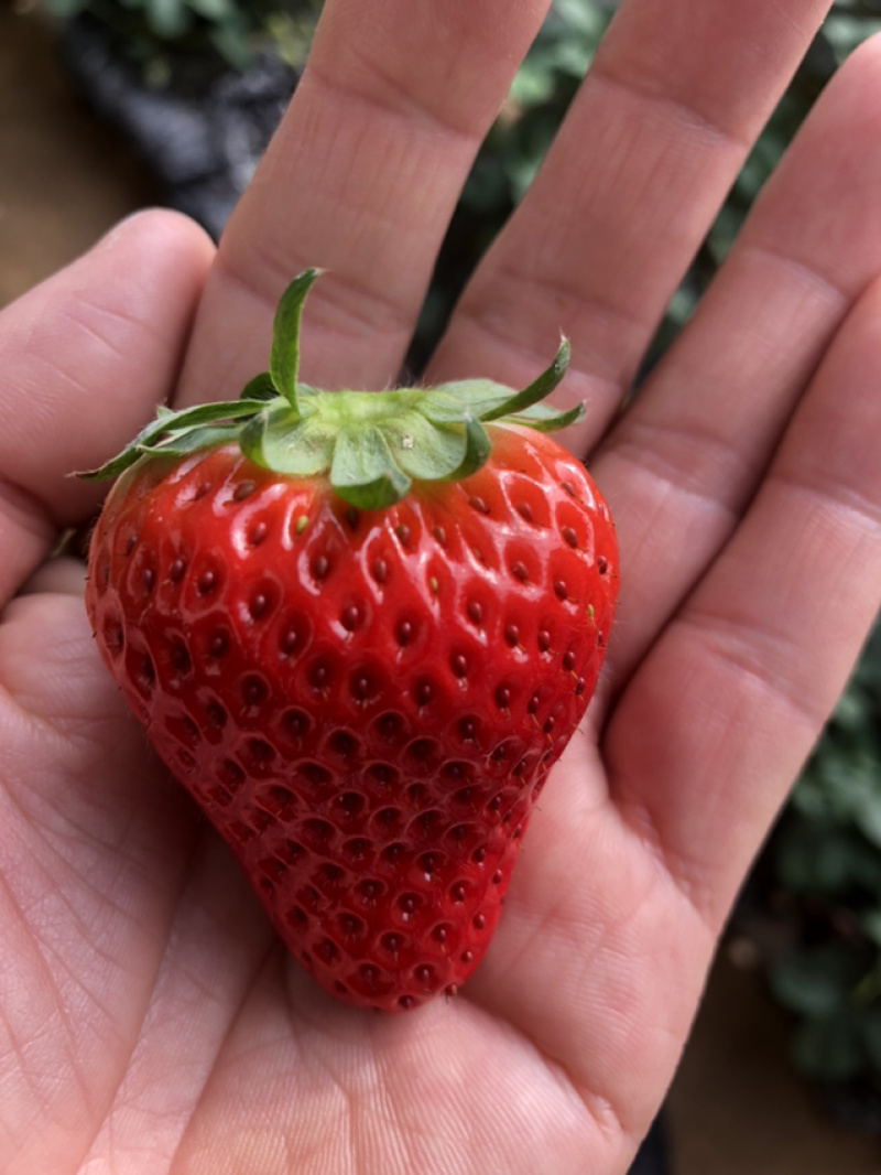 甄选丹东久久草莓🍓🍓