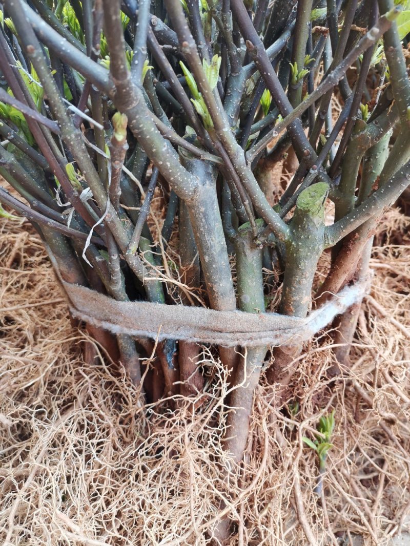 供应江西地产中药材一一正宗中花吴茱萸扞插苗