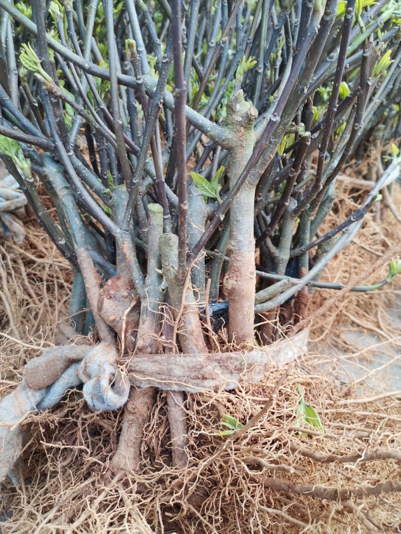 供应江西地产中药材一一正宗中花吴茱萸扞插苗