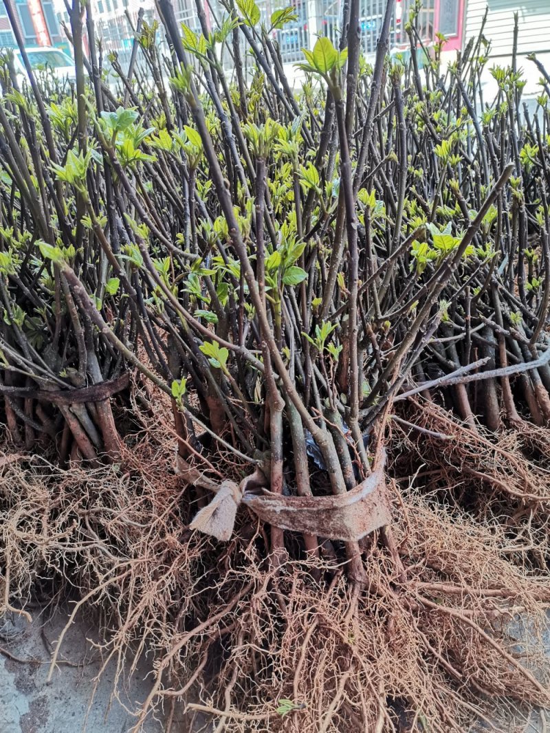 供应江西地产中药材一一正宗中花吴茱萸扞插苗