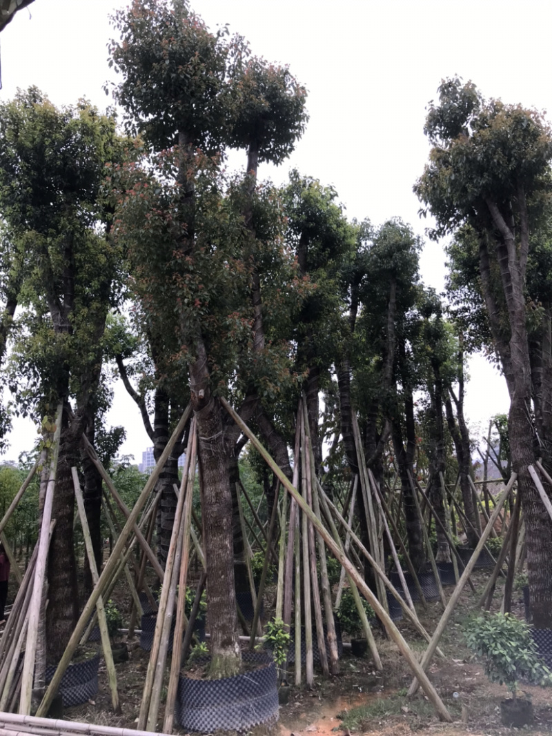 香樟
