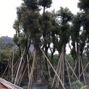 香樟