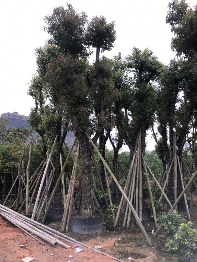 香樟