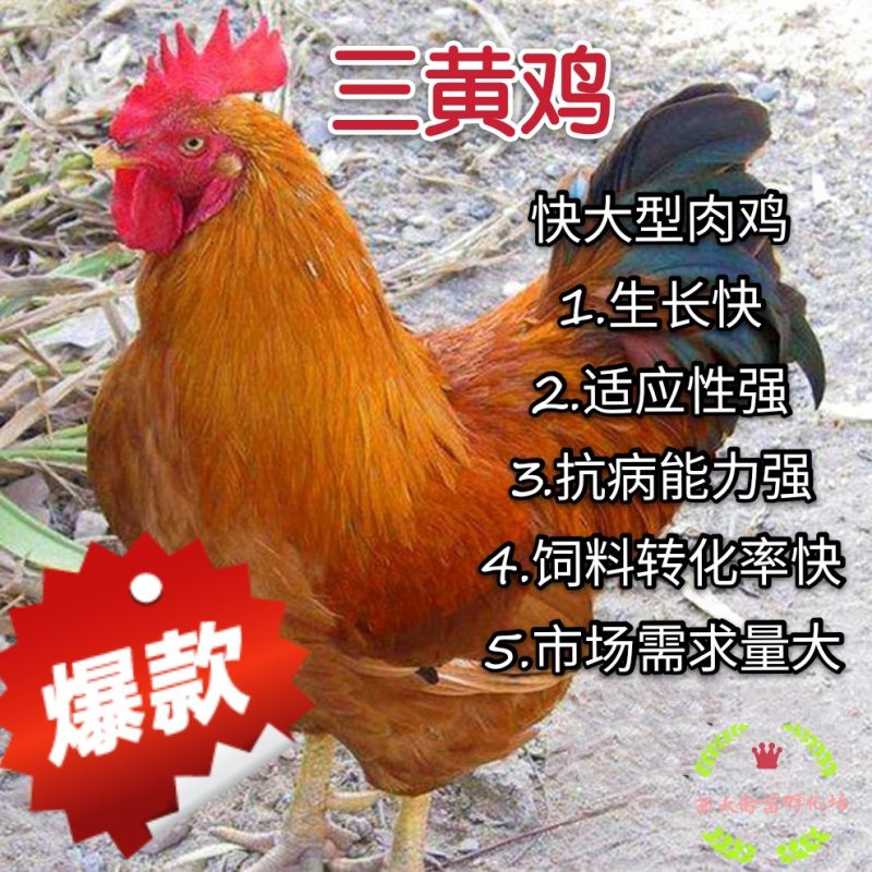 三黄鸡苗分别【中三黄、大三黄、快大黄】包打疫苗，包路损