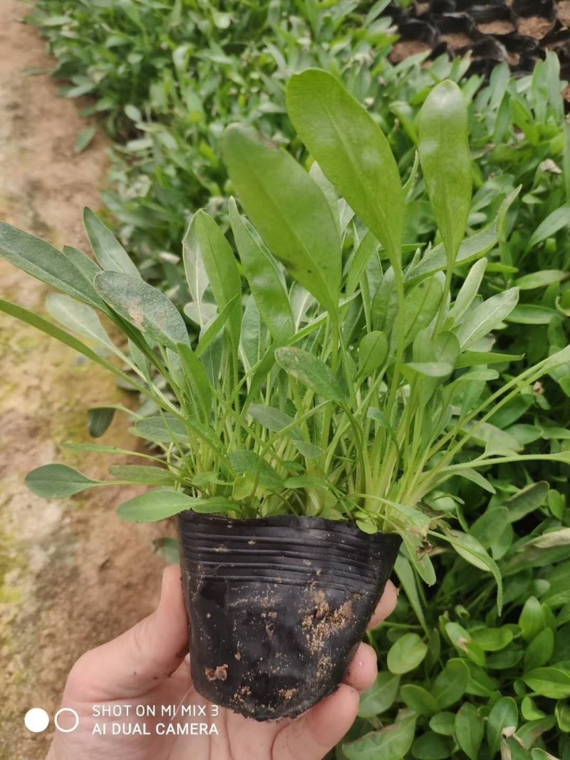波斯菊，金鸡菊！金盏菊！地被菊种植基地绿化工程专用苗木