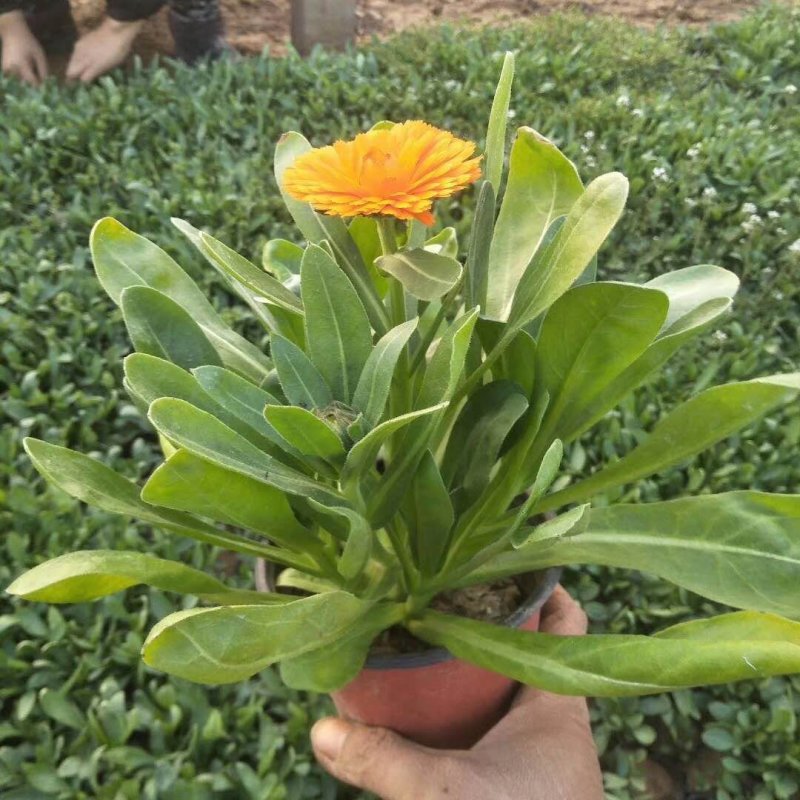 波斯菊，金鸡菊！金盏菊！地被菊种植基地绿化工程专用苗木