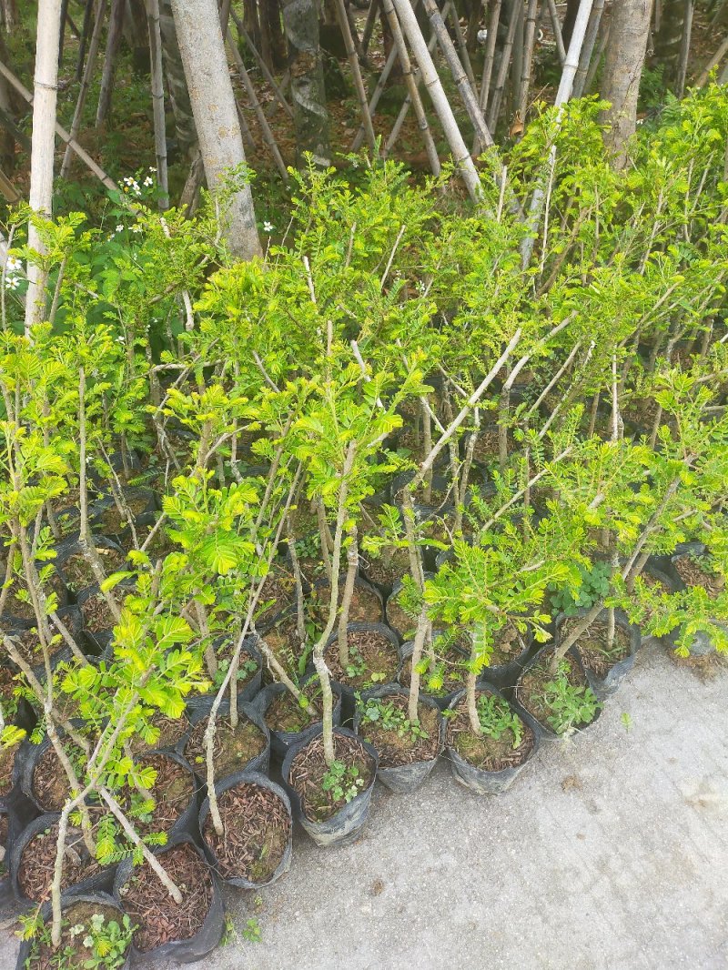 余甘苗，嫁接台湾大青甘，云鹤甜，实生苗。