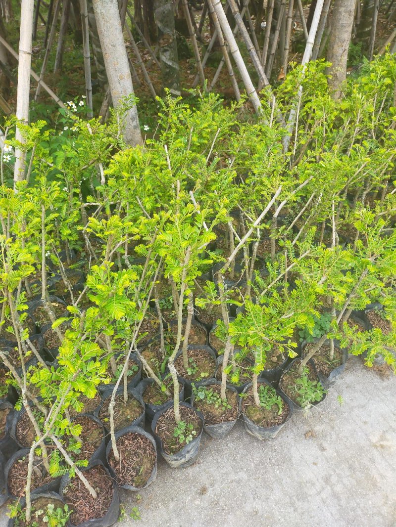 余甘苗，嫁接台湾大青甘，云鹤甜，实生苗。
