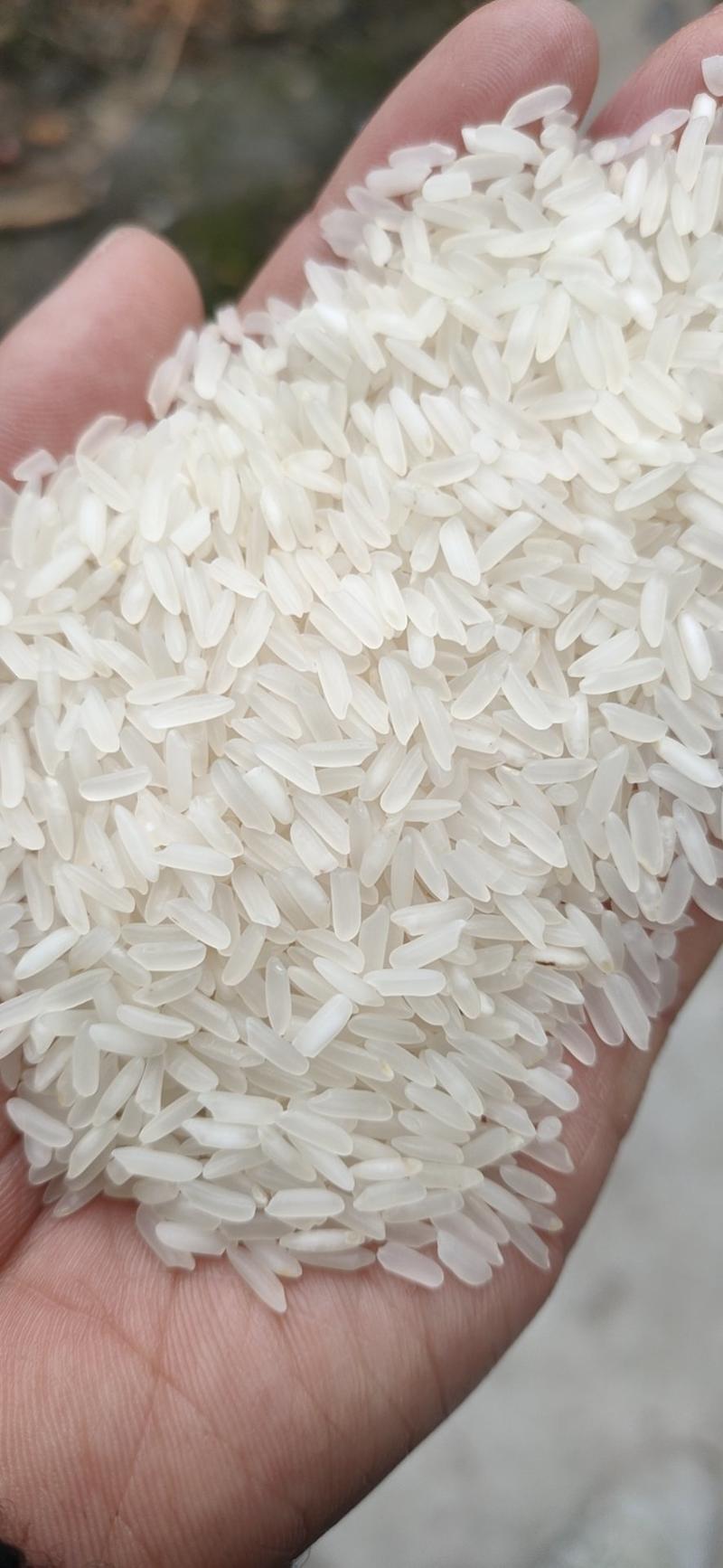 23年全新晶两优优质大米长粒香米大量供货欢迎采购