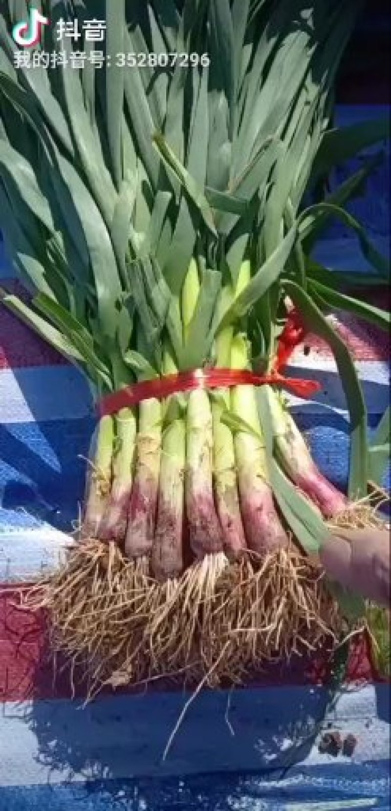 红根蒜苗，蒜苗，山东鱼台红根蒜苗，可水洗，