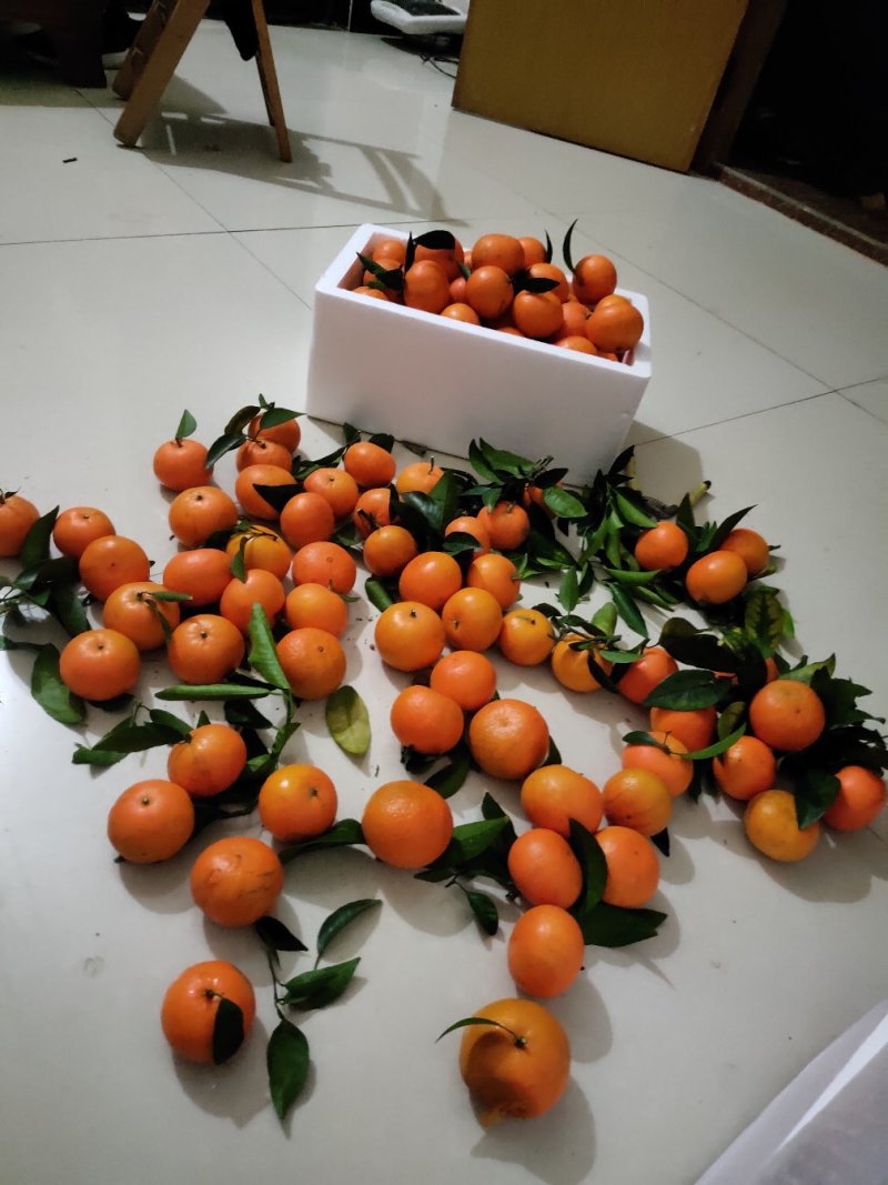 广西正宗砂糖橘一件可发货