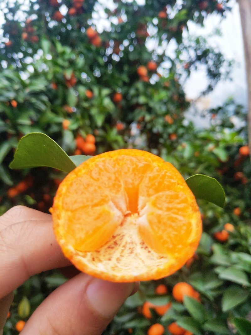 广西正宗砂糖橘一件可发货