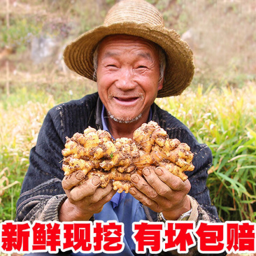 生姜老姜月子姜农家老黄姜精品山东大姜