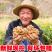 生姜老姜月子姜农家老黄姜精品山东大姜