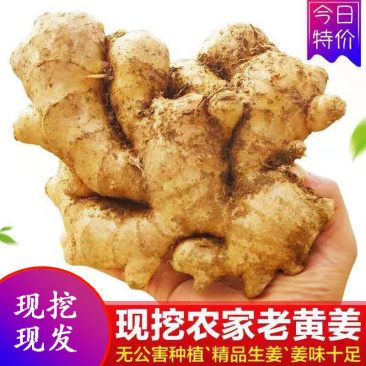 生姜老姜月子姜农家老黄姜精品山东大姜