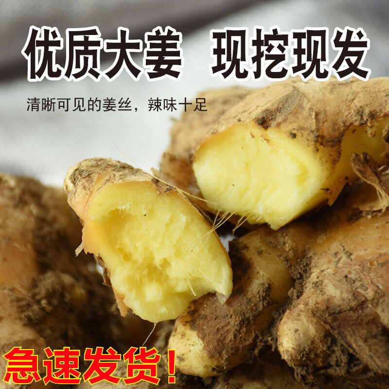 生姜老姜月子姜农家老黄姜精品山东大姜