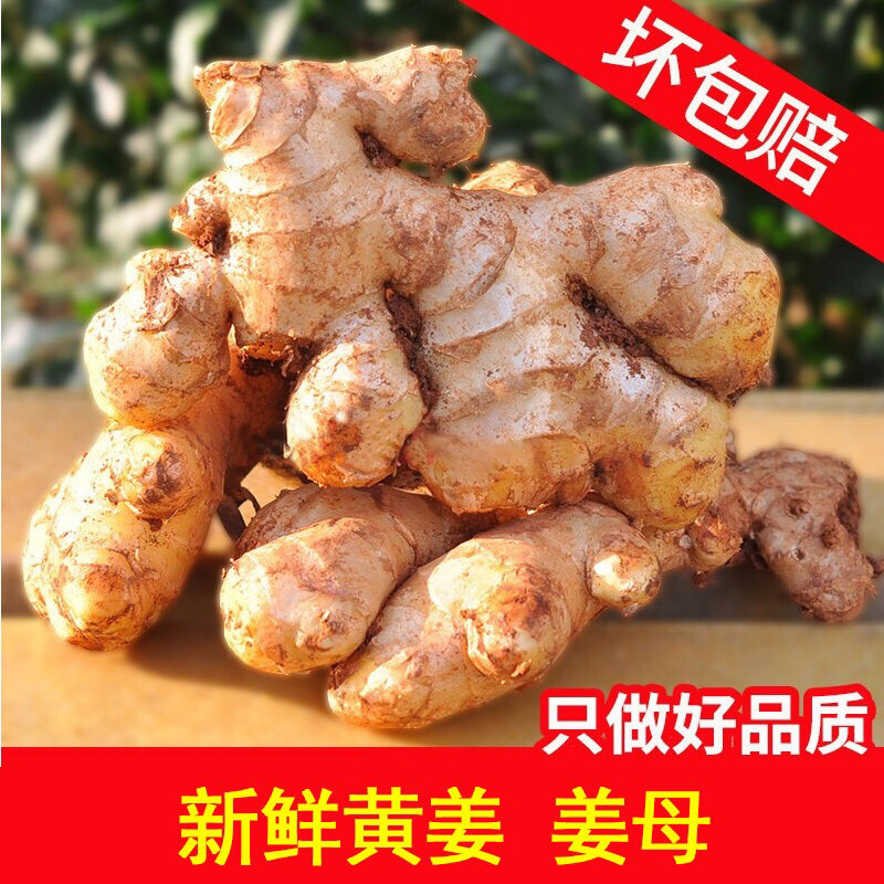 生姜老姜月子姜农家老黄姜精品山东大姜