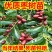 嫁接枣树苗，蟠枣树苗，盆栽地栽枣树苗，当年结果盘龙枣苗