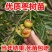 嫁接枣树苗，蟠枣树苗，盆栽地栽枣树苗，当年结果盘龙枣苗