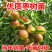 嫁接枣树苗，蟠枣树苗，盆栽地栽枣树苗，当年结果盘龙枣苗