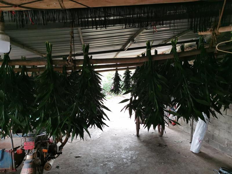 海南原产地富贵竹，自种自销，量大从优，欢迎订购