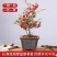 海棠花盆栽，带花苞重瓣海棠树苗，观花植物花卉盆景