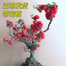 海棠花盆栽，带花苞重瓣海棠树苗，观花植物花卉盆景