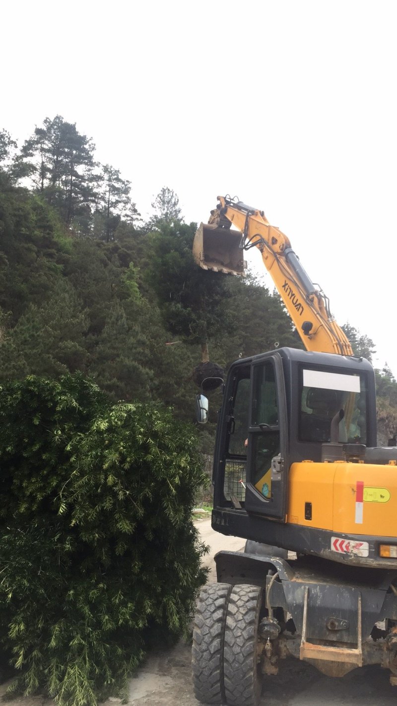 罗汉松5-20cm规格齐全基地供应视频看货现场专业起苗