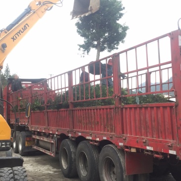 罗汉松5-20cm规格齐全基地供应视频看货现场专业起苗