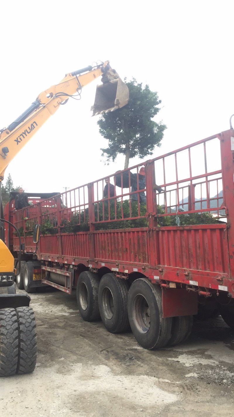 罗汉松5-20cm规格齐全基地供应视频看货现场专业起苗