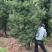 罗汉松5-20cm规格齐全基地供应视频看货现场专业起苗