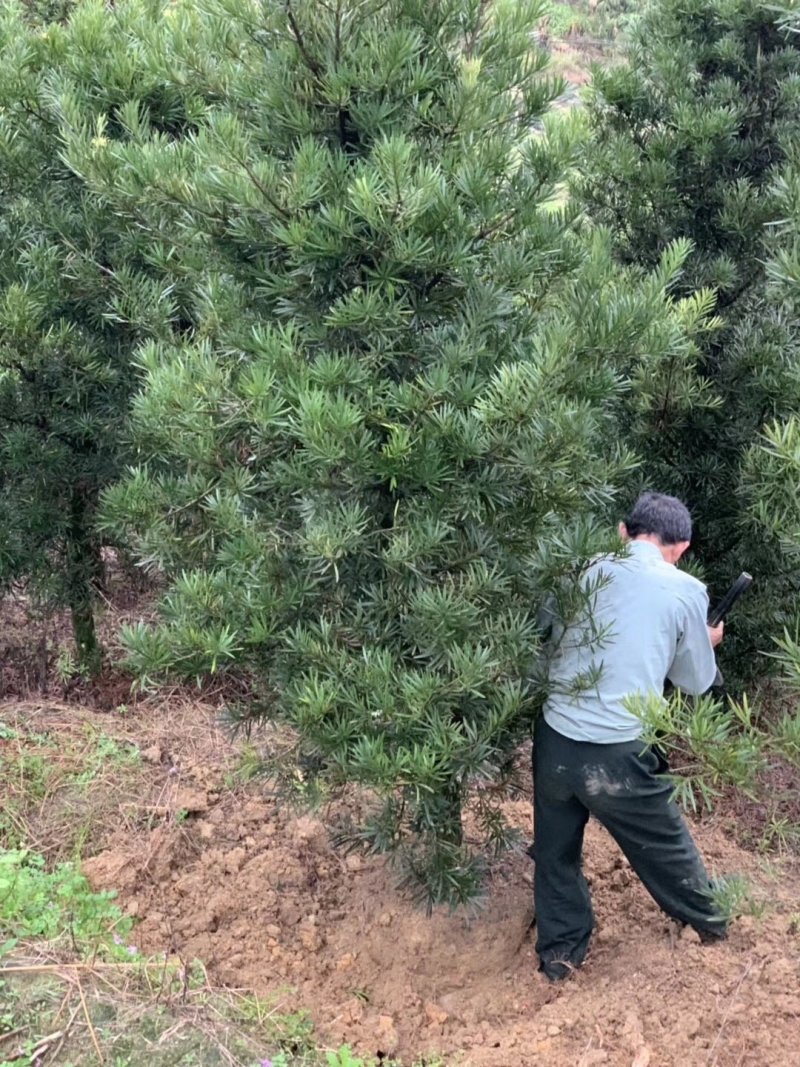 罗汉松5-20cm规格齐全基地供应视频看货现场专业起苗