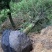罗汉松5-20cm规格齐全基地供应视频看货现场专业起苗