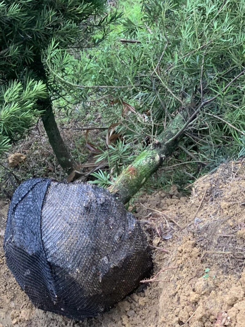 罗汉松5-20cm规格齐全基地供应视频看货现场专业起苗