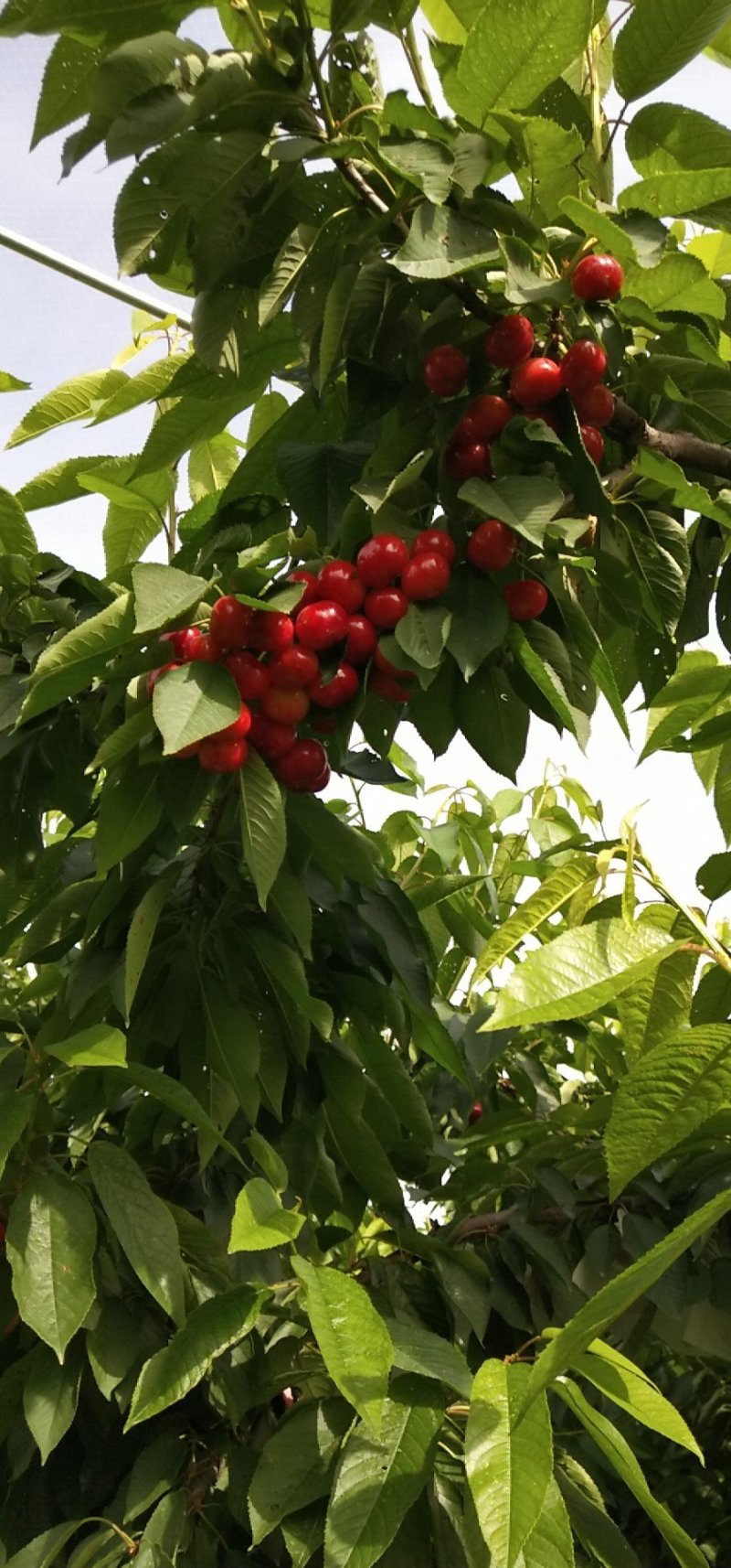 早大果红灯布鲁克斯樱桃基地直发颗颗饱满果肉香醇全国发货