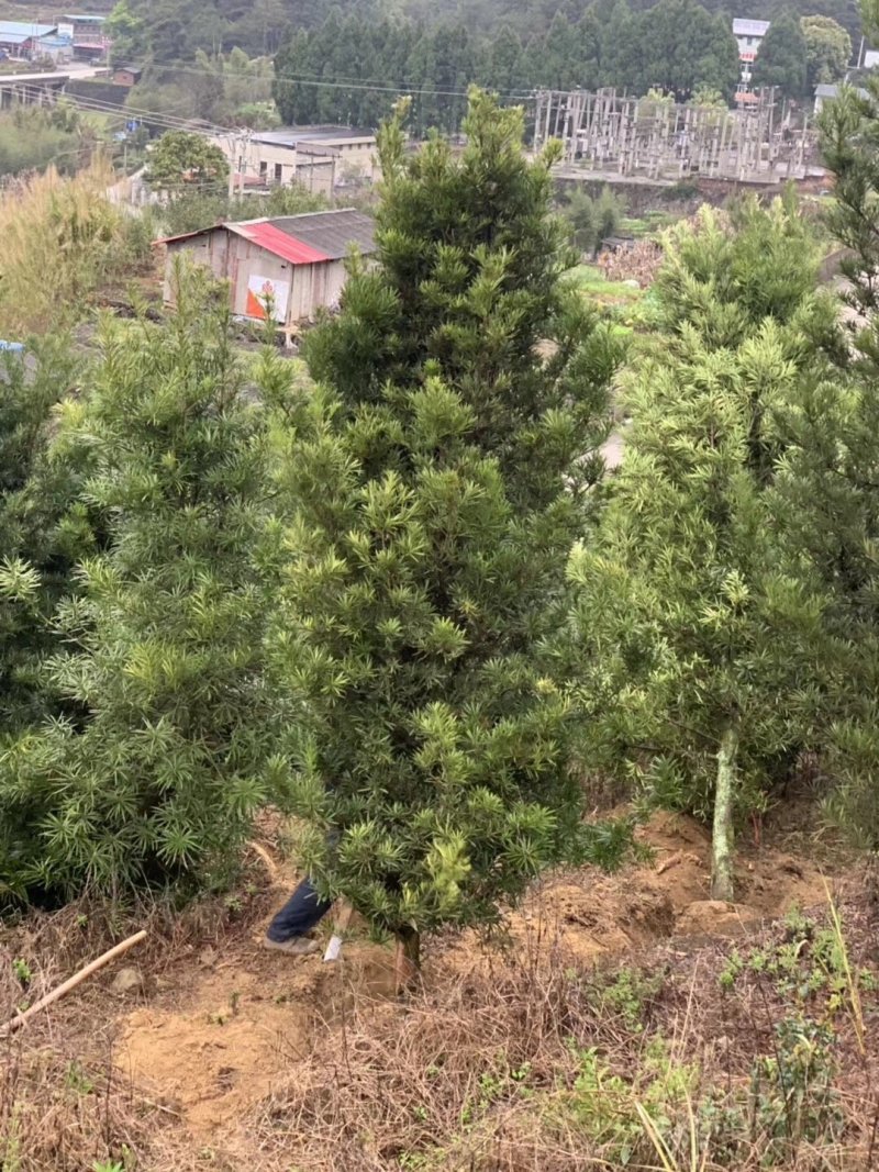 罗汉松5-20cm规格齐全基地供应视频看货现场专业起苗