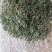 野生蒲公英茶