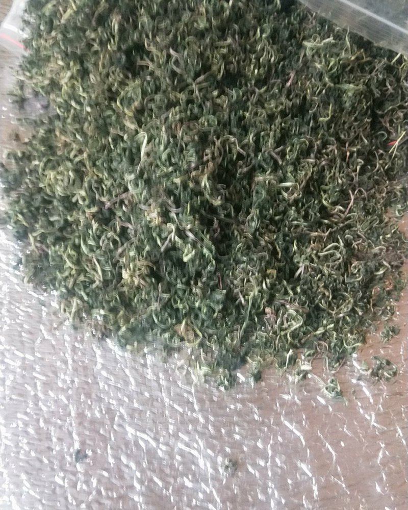 野生蒲公英茶