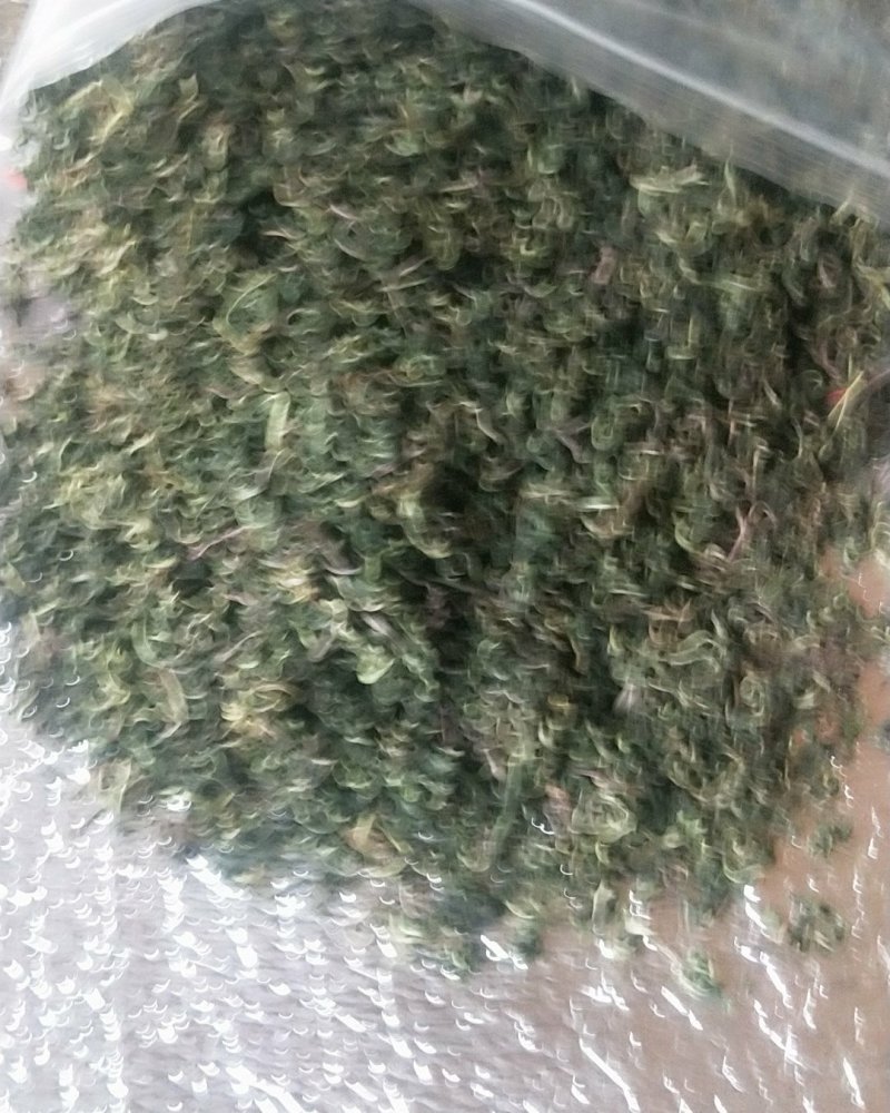 野生蒲公英茶
