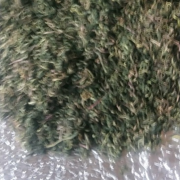 野生蒲公英茶