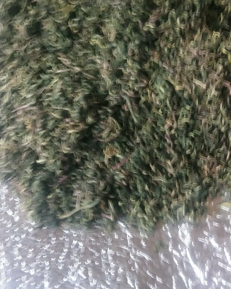 野生蒲公英茶