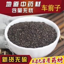 车前子江西车前籽野生车前子茶车前实车前草籽子露包邮