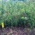 酸木瓜苗大理特产基地直发价格实惠量大从优快递包邮