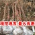 红心猕猴桃树苗，嫁接软枣黄心果苗，盆栽地栽苗，南北方种植